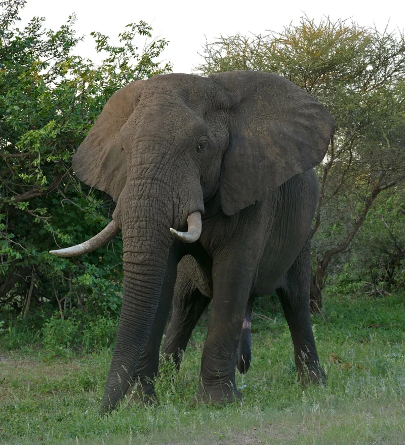 Photograph of a African elephant