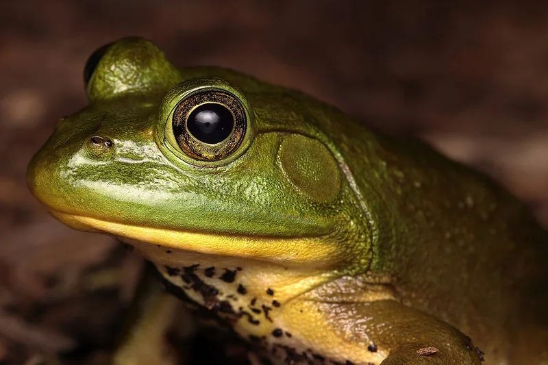 American bullfrog close-up showing its green head, large golden eye, round eardrum and yellow throat.