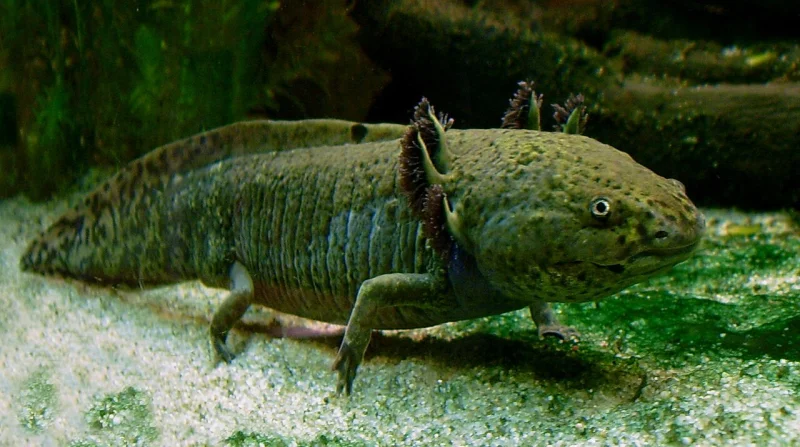 Axolotl resting on pale gravel in green water, the feathery gills fanned out behind its wide flat head