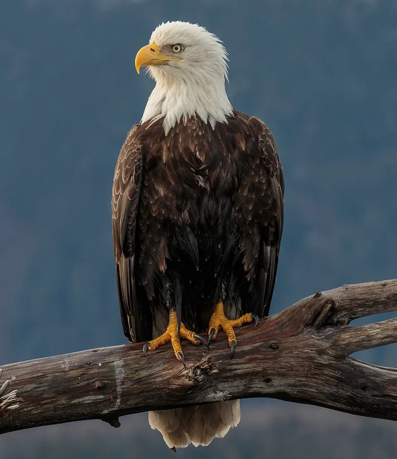 Bald eagle with white head and yellow beak perched on a bare branch