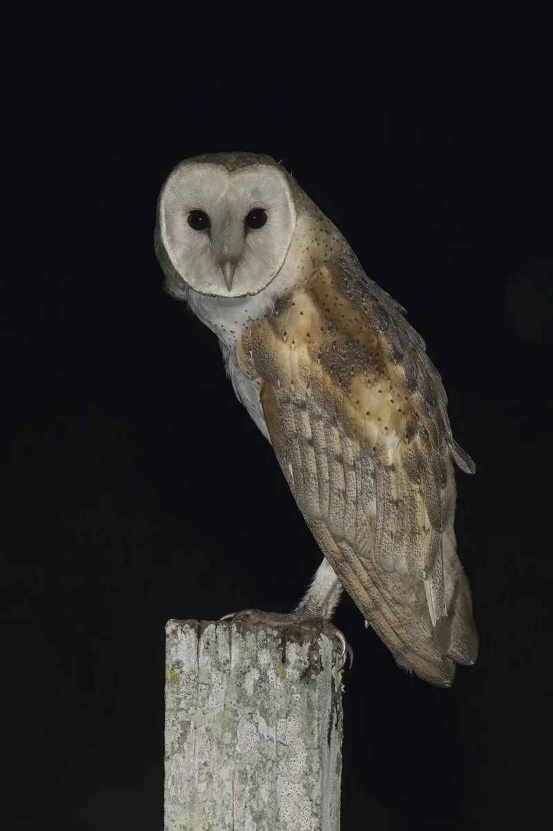Photograph of a barn owl