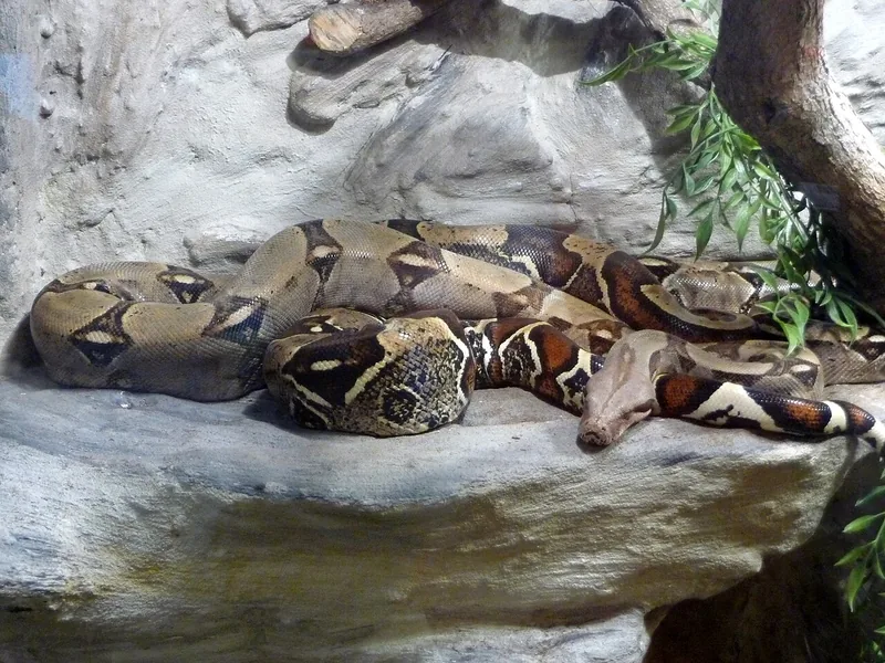 Boa constrictors coiled together on a rock ledge, patterned in tan and brown saddles