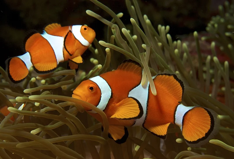 Photograph of a clownfish