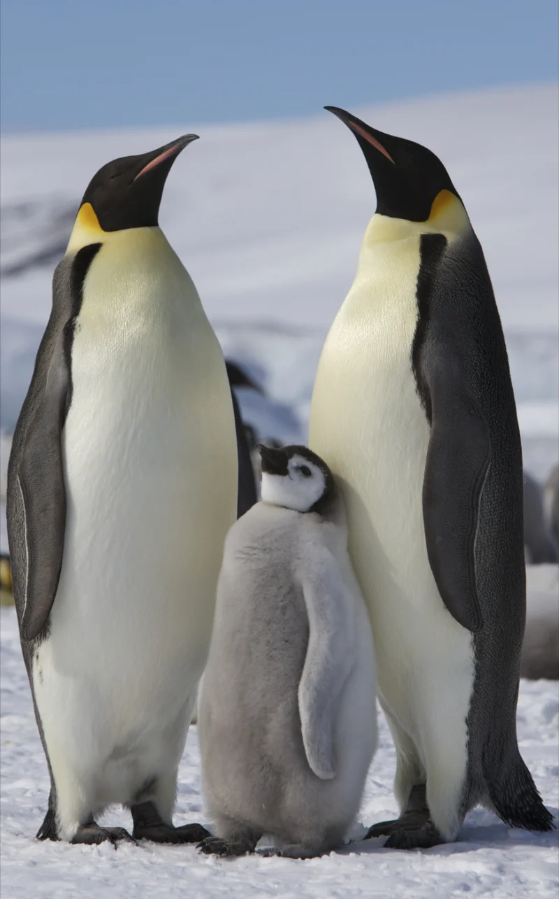Two adult emperor penguins on snow with a small grey downy chick standing between them