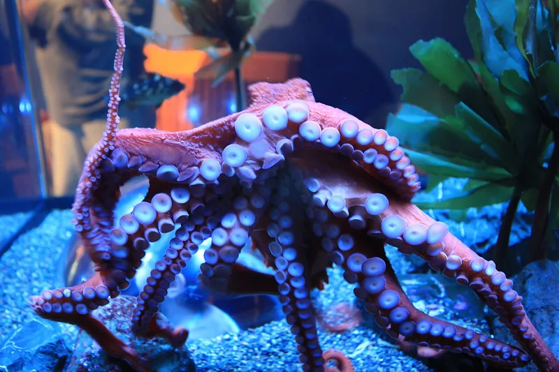 Giant Pacific octopus spreading its arms in an aquarium, rows of pale suckers on reddish skin