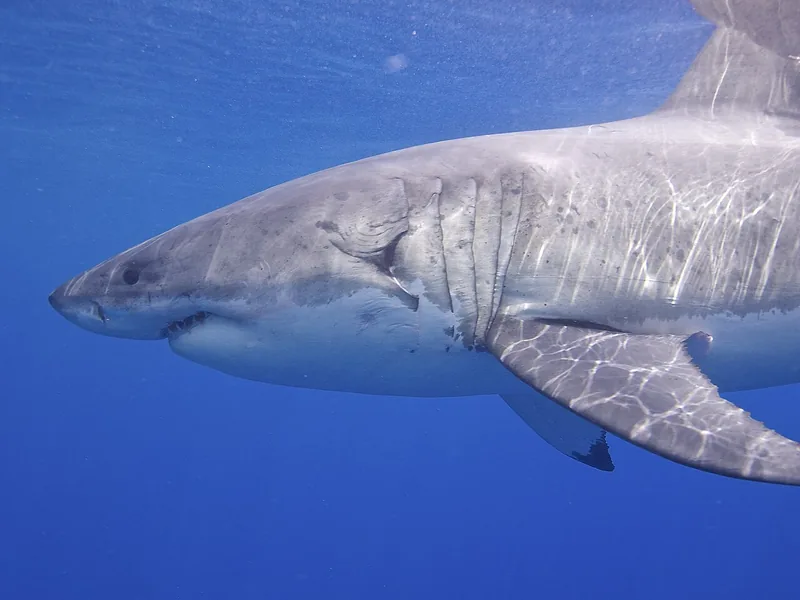 Great white shark swimming in clear blue water, showing its pale belly and gill slits