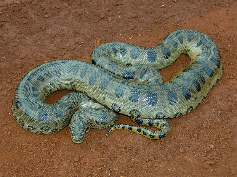 Green anaconda coiled on red soil, olive-green body marked with large dark oval spots and its head resting low