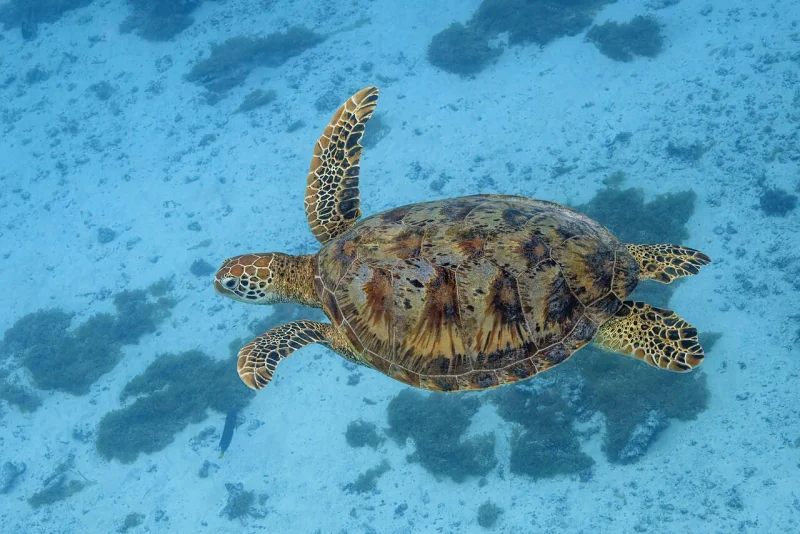 Photograph of a green sea turtle