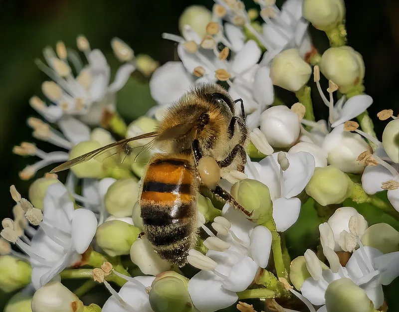Honey bee with striped orange and black body gathering pollen on small white flowers