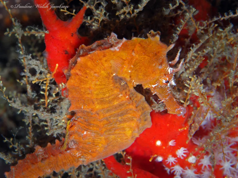 Orange lined seahorse curled among red reef growth, its long snout pointing down
