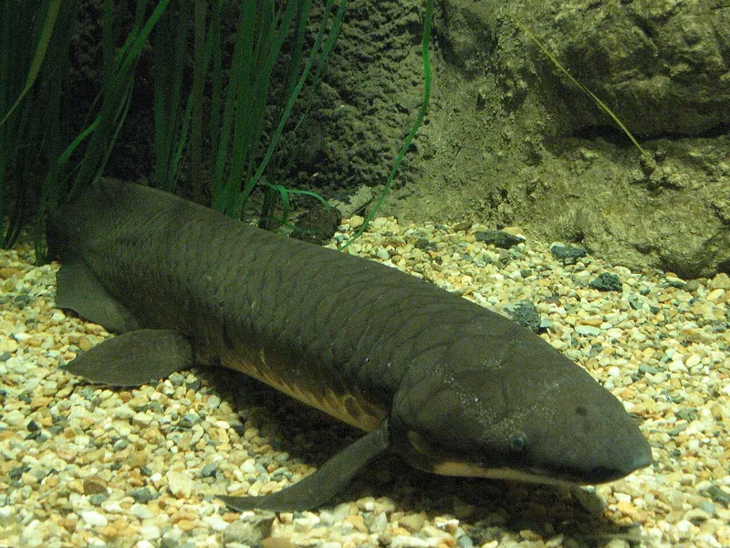 Lungfish with a long olive body and paddle fins lying on gravel near water plants