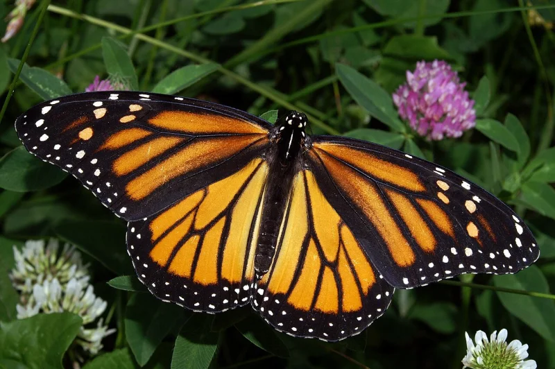 Photograph of a monarch butterfly