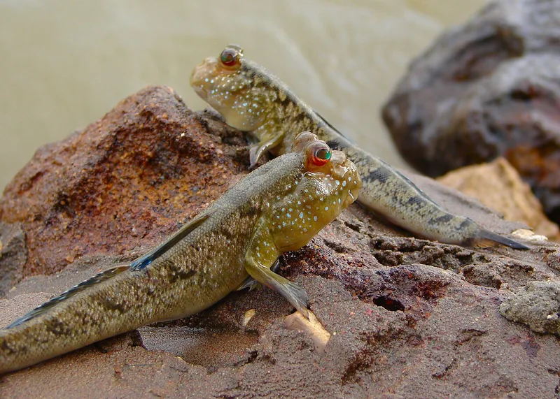 Two mudskippers with bulging eyes resting on a reddish rock out of the water