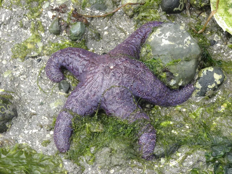 Purple ochre sea star spread across a wet rock, its five arms covered in small pale bumps
