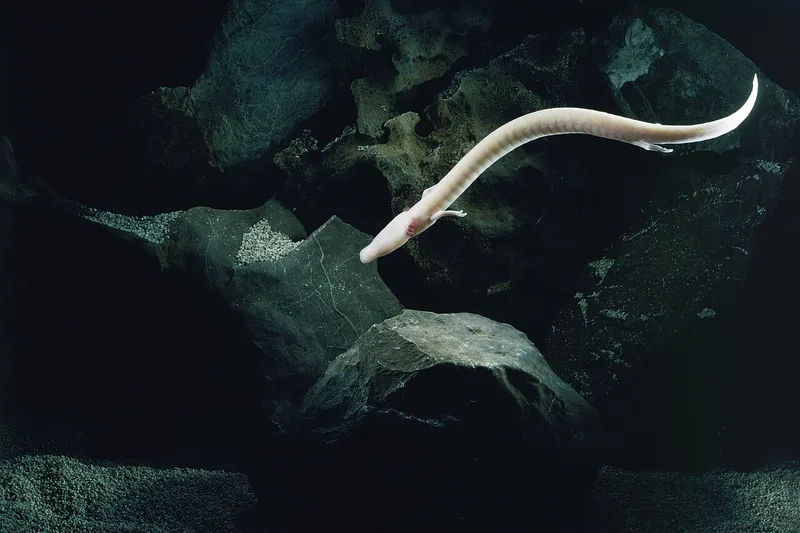Olm, a pale pink cave salamander with a long thin body, swimming in dark water