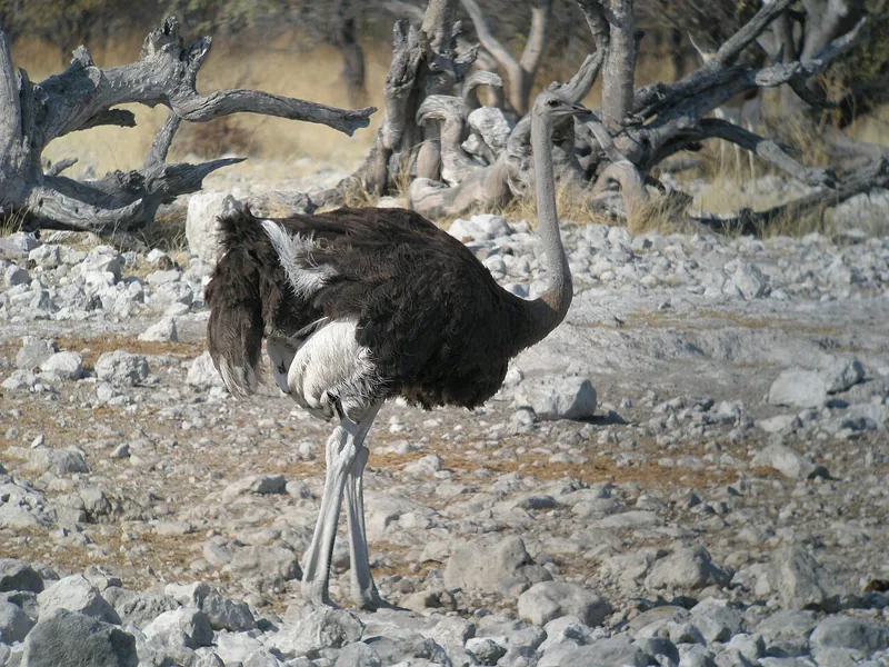 Ostrich male walking over rocky ground among dead trees, black body feathers, white wing tips and long bare legs