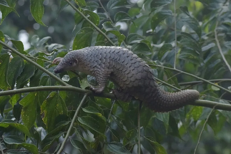 Pangolin walking along a thin branch among leaves, its body and long tail covered in overlapping brown scales