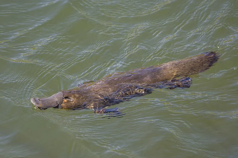 Platypus swimming at the surface of green water, showing its flat duck-like bill