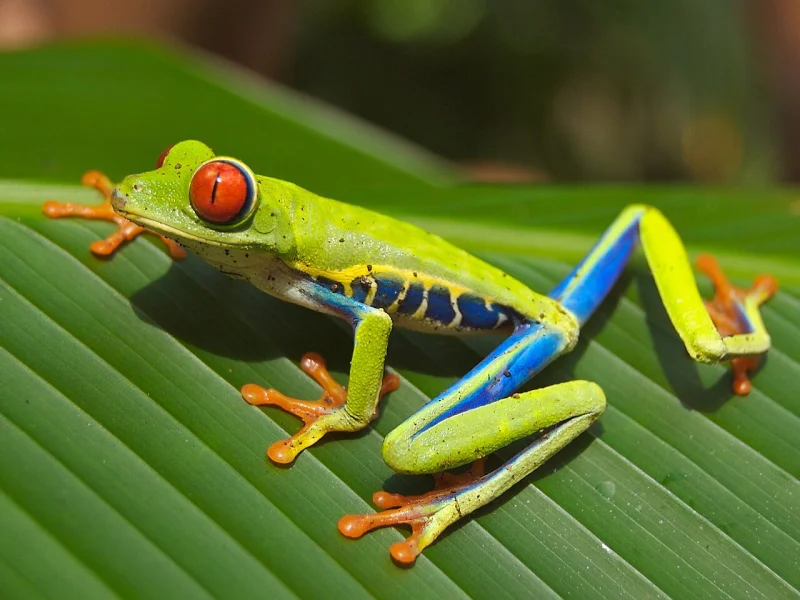 Photograph of a red-eyed tree frog