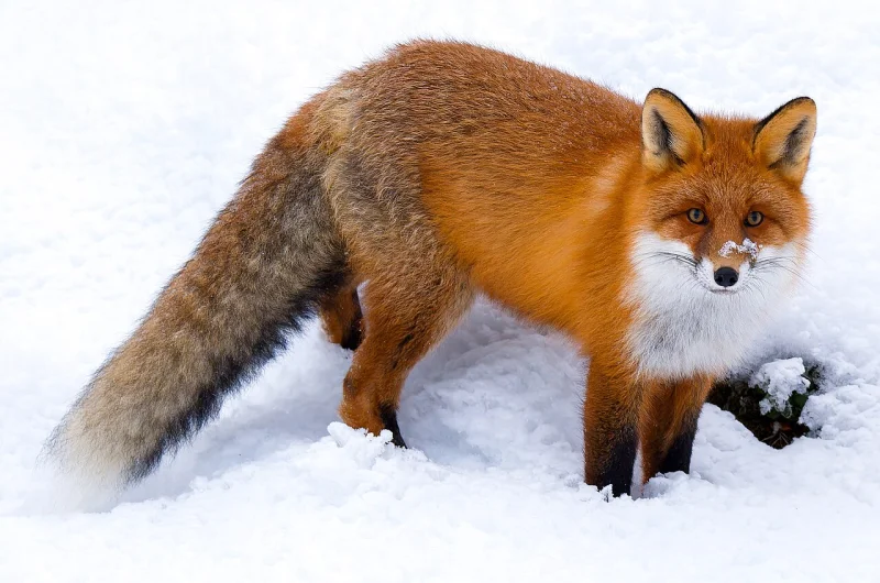 Red fox standing in deep snow, its thick brush of a tail held straight out behind it