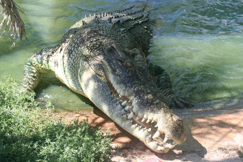 Saltwater crocodile resting by water with its long toothy snout and scaly armored back