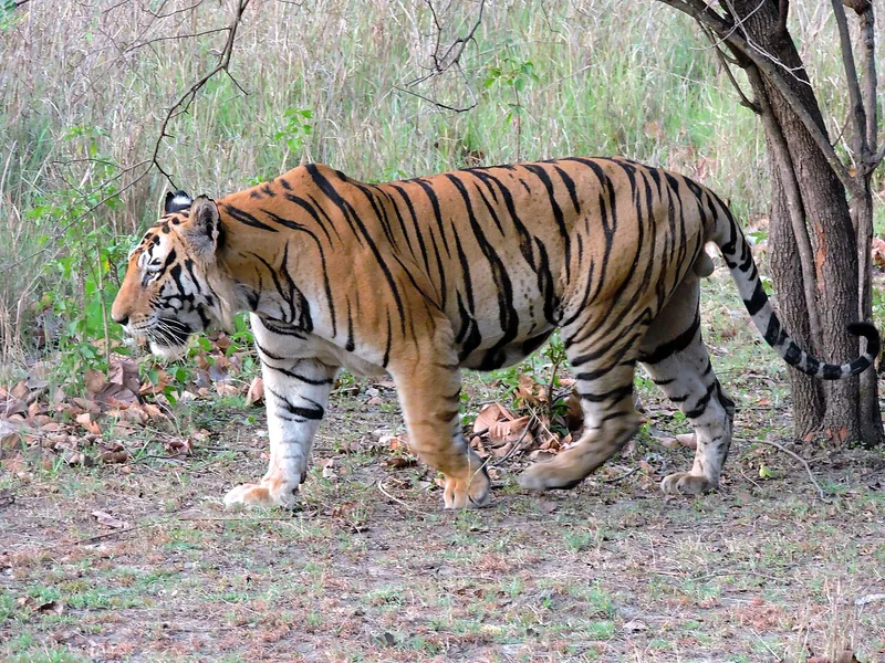 Tiger walking through dry leaves and grass beside a tree, showing its orange coat with black stripes