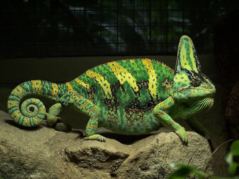 Veiled chameleon gripping a branch, its tail coiled into a spiral and its green body banded with yellow