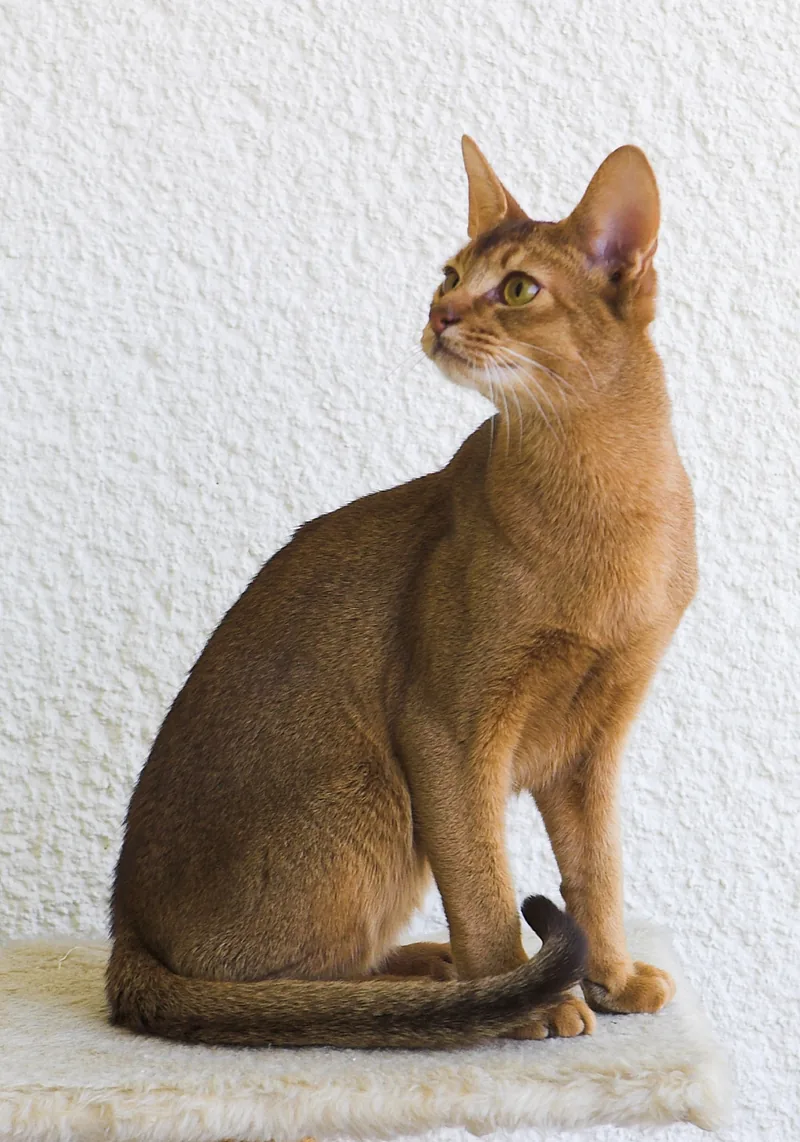 An Abyssinian cat with a warm ticked coat sitting against a white wall and looking up