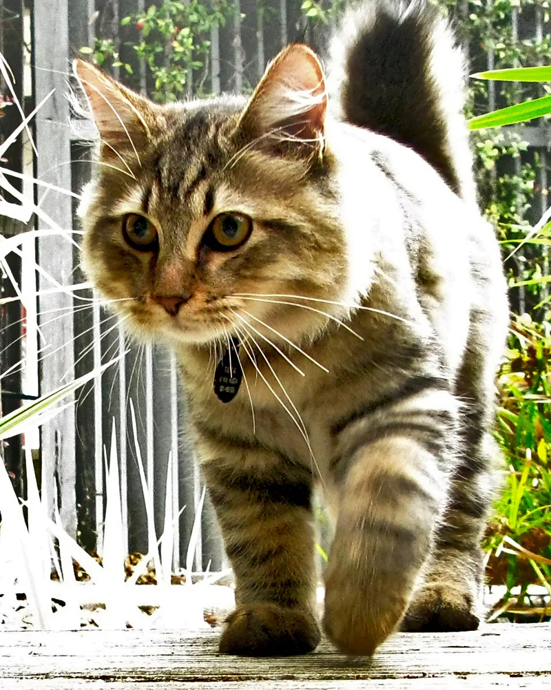 A brown tabby American Bobtail walking toward the camera in bright sunlight