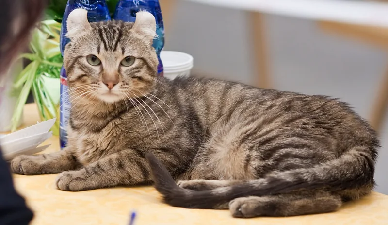 A spotted tabby American Curl lying on a table, its ears curled back