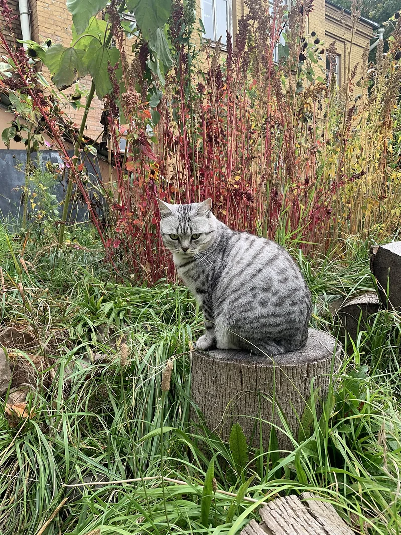 A silver tabby American Shorthair sitting on a tree stump in long grass