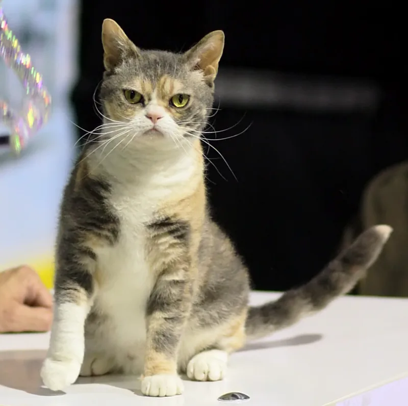 A blue tortoiseshell and white American Wirehair sitting on a table