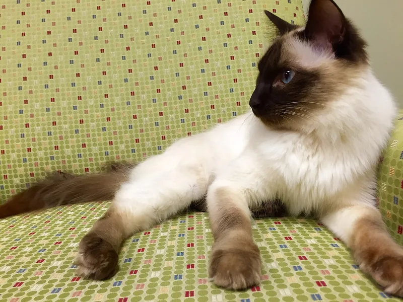 A long-haired chocolate point Balinese lying on a green spotted sofa
