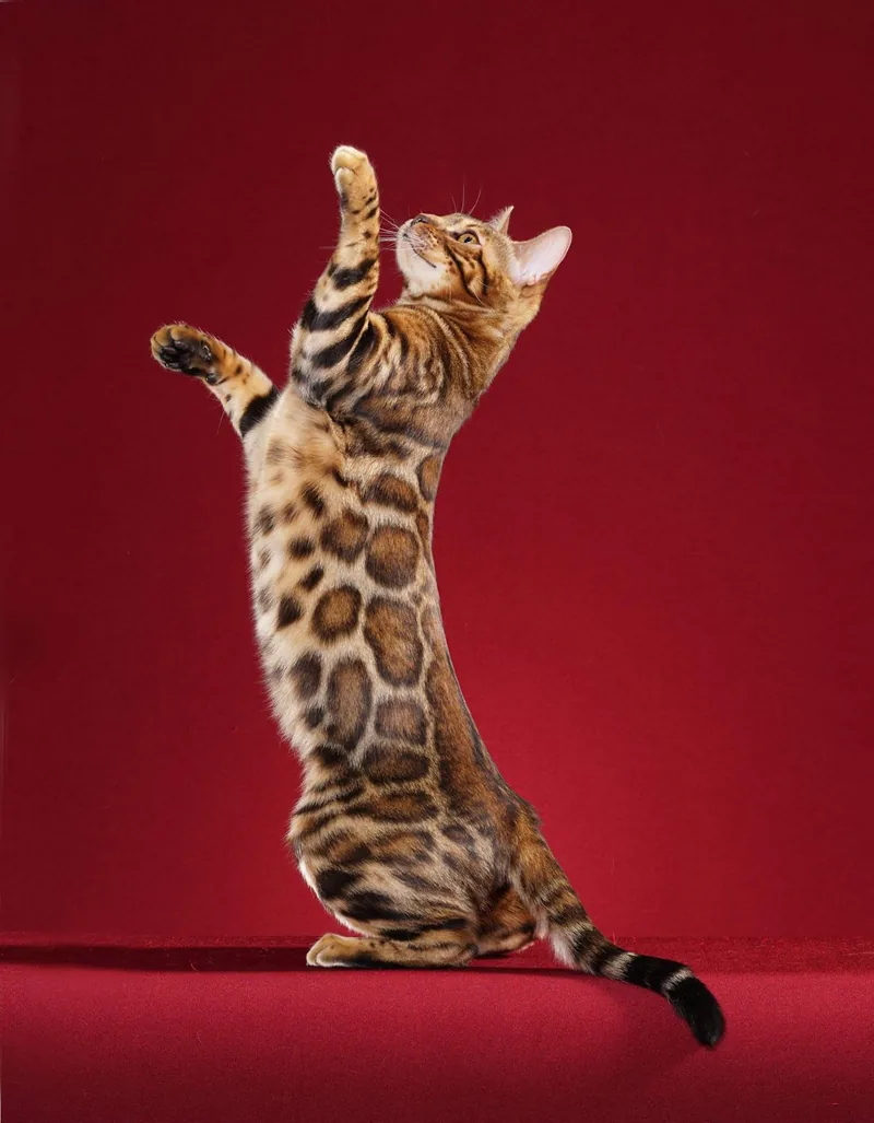 A spotted Bengal cat standing on its hind legs against a red background