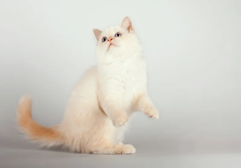 A pale red point Birman kitten standing on its hind legs on a grey background