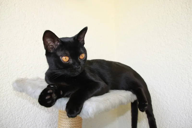 A glossy black Bombay cat lying on a white cat bed