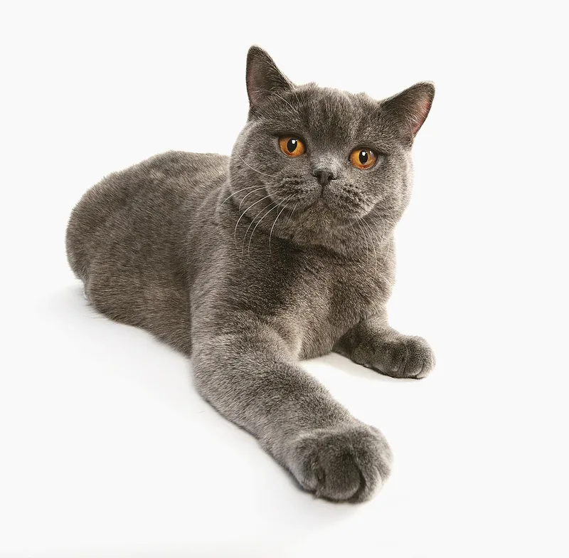 A blue-grey British Shorthair with orange eyes lying on a white background