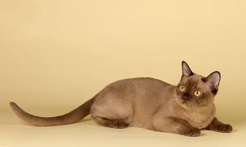A champagne Burmese kitten lying on a yellow background