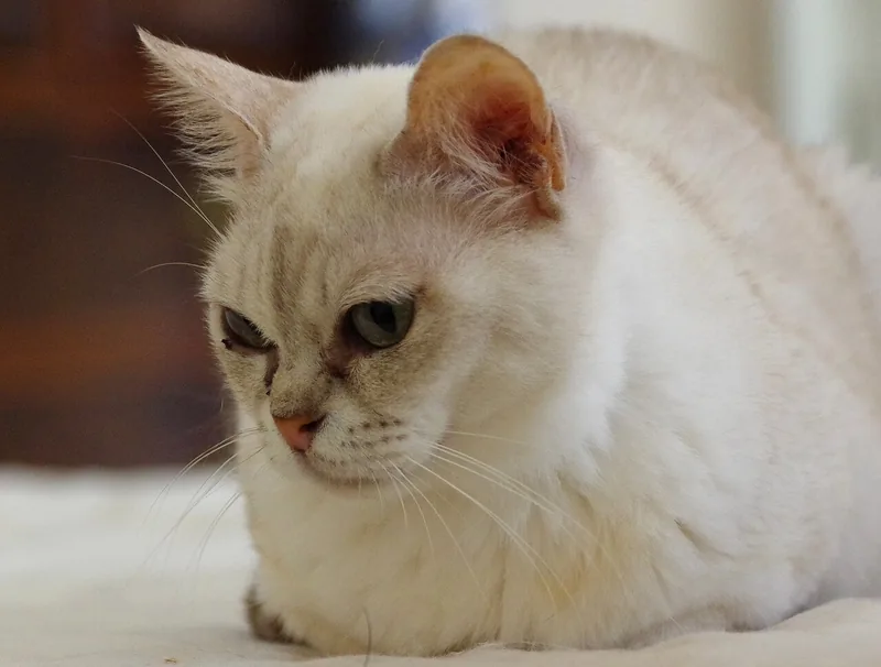 A pale shaded Burmilla resting on the floor