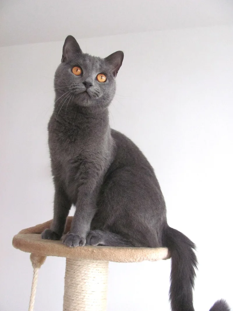 A blue-grey Chartreux with orange eyes sitting on top of a cat tree