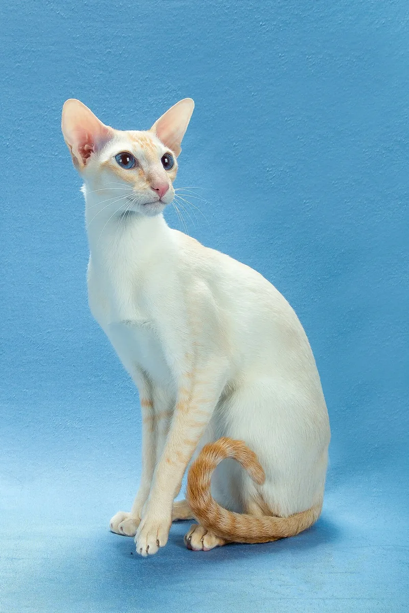 A slim cream Colorpoint Shorthair with red points sitting against a blue background