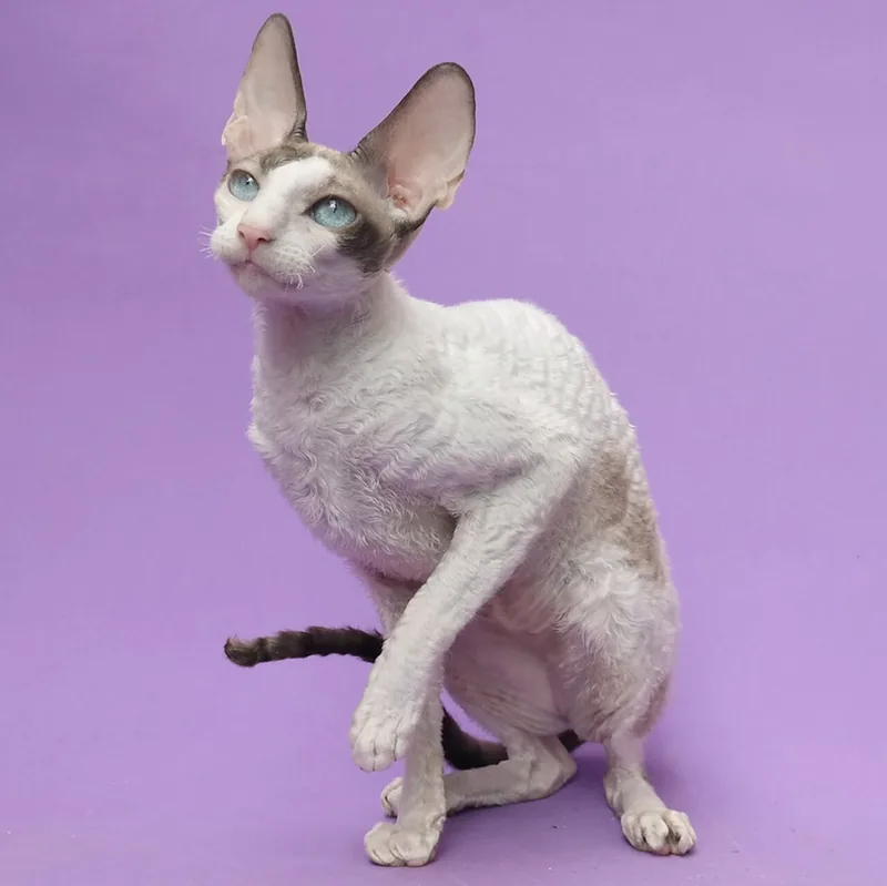 A wavy-coated Cornish Rex with large ears sitting against a purple background