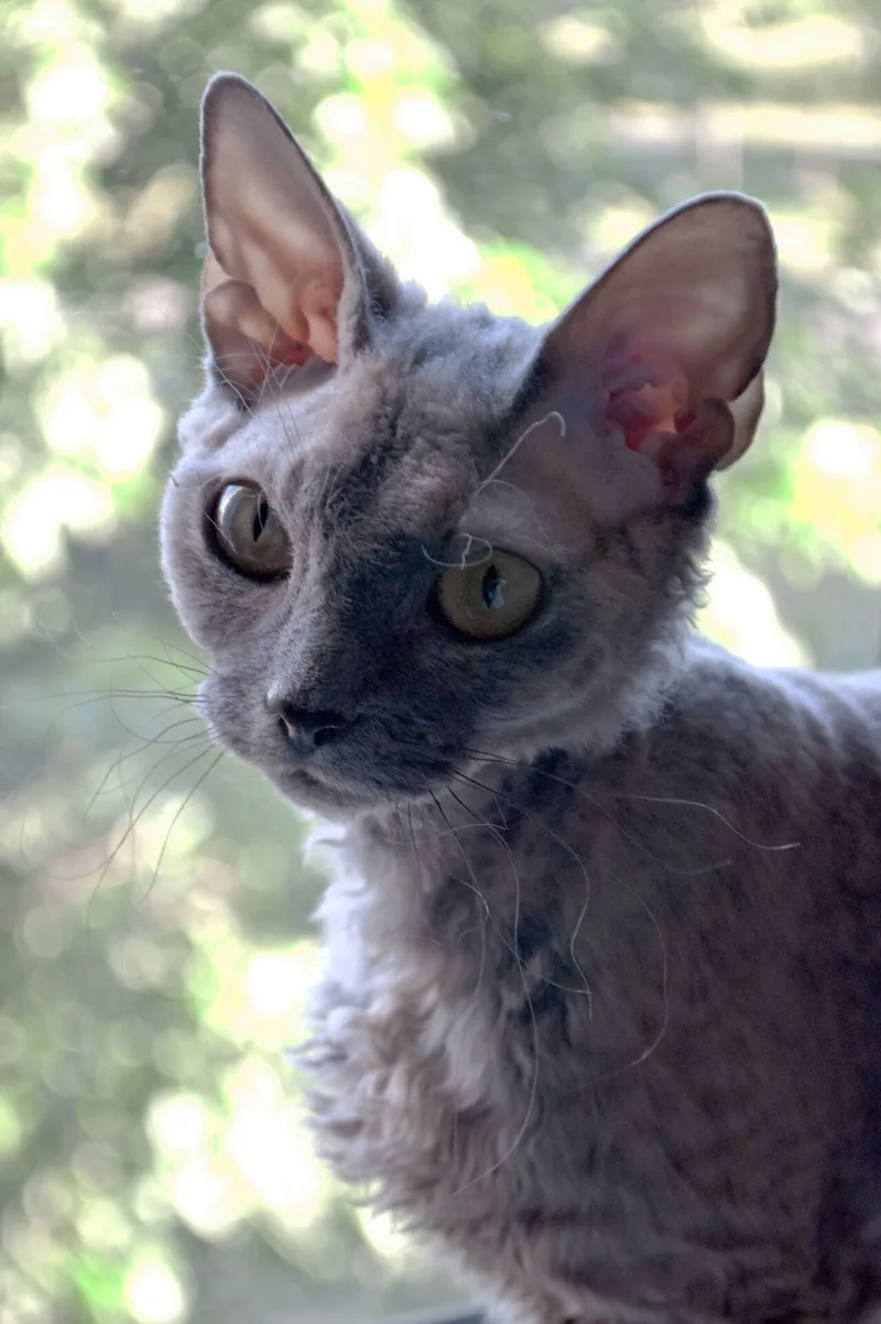 A blue-grey Devon Rex with large ears and a short wavy coat
