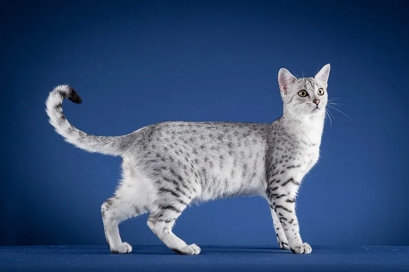 A silver spotted Egyptian Mau standing side-on against a dark blue background