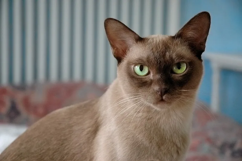 A brown European Burmese sitting on a sofa and looking at the camera