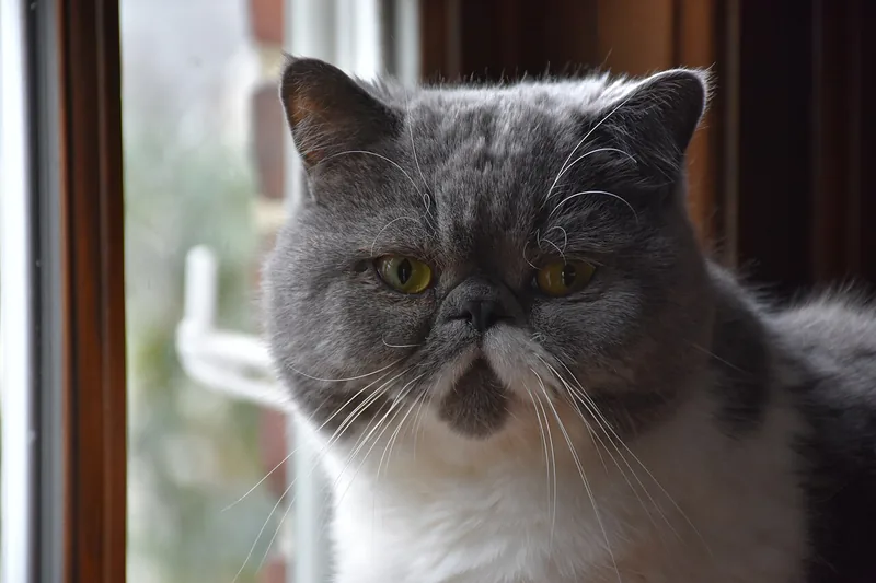 A blue and white Exotic with a flat face and round orange eyes