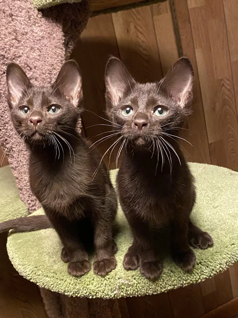 Two chocolate-brown Havana Brown kittens sitting side by side on a cat tree