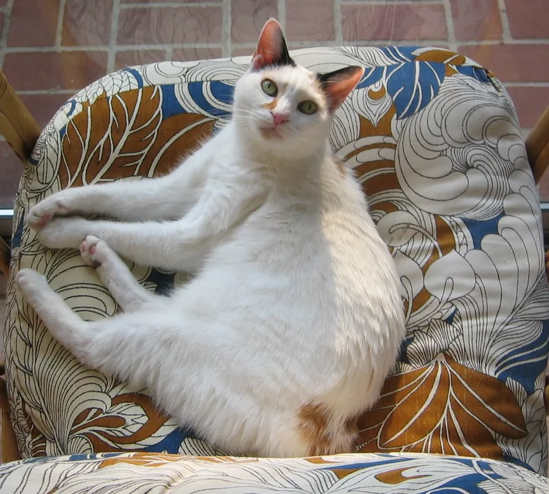 A white Japanese Bobtail with calico patches sitting on a patterned armchair