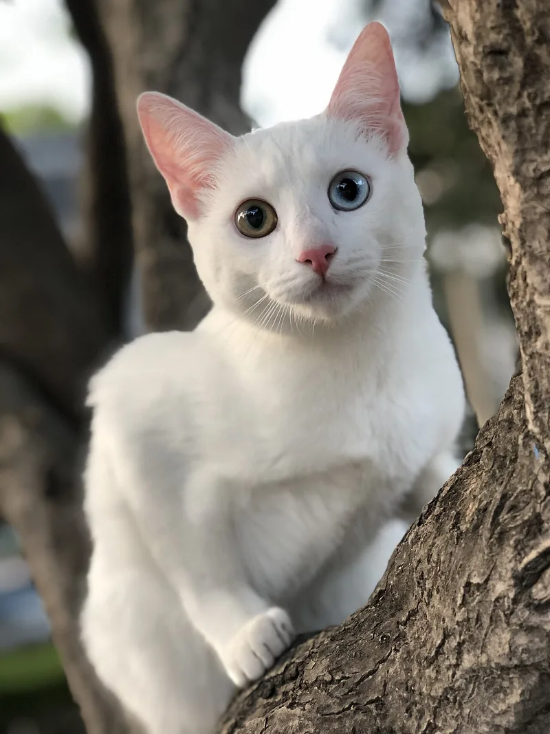 A white Khao Manee with odd-coloured eyes climbing a tree trunk