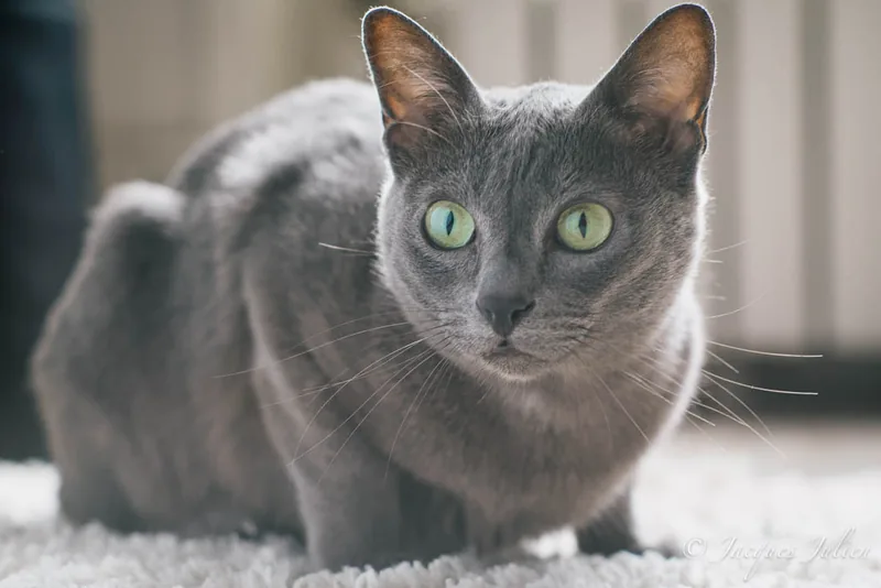 A silver-blue Korat with green eyes crouching on a pale rug
